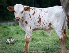 Frostee Bull