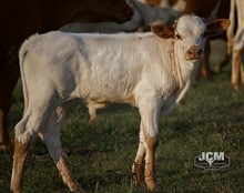 Renegade Bull Calf