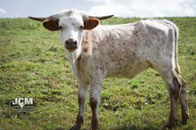 Frostee heifer 