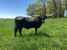 Rio's Cowgirl PC429