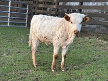 Frostee heifer 
