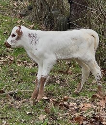 Senorita heifer
