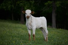 Senorita heifer