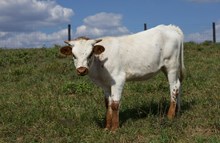 Senorita heifer