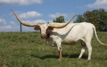 SR Clout's Lacy 9102