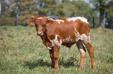 Lacy bull 