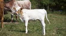 Pumpkin heifer