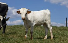 Dream Heifer