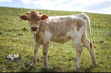 Strawberry heifer 
