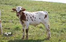 Freedom heifer