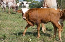 Margie heifer