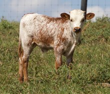 Frostee bull 